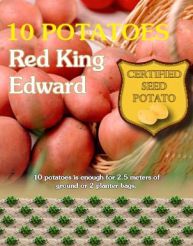 Red King Edward